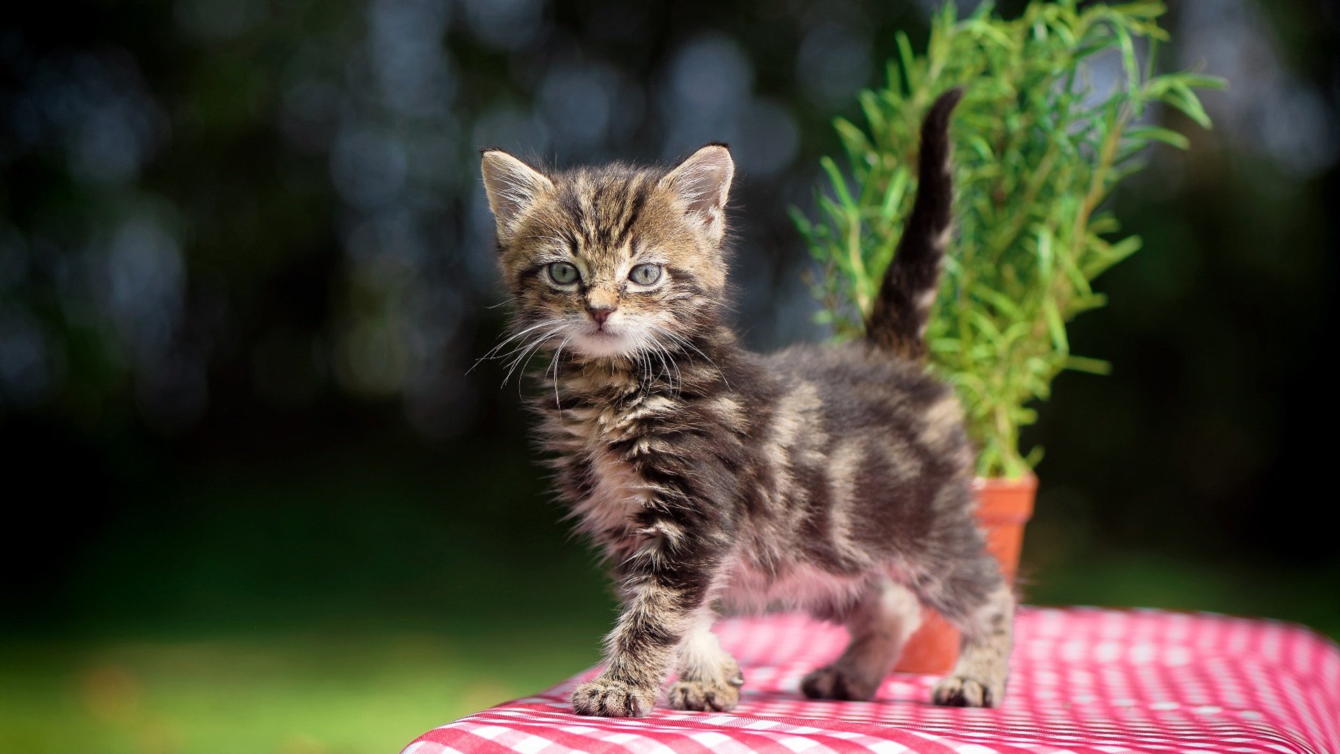 熊猫体育在线登录-“英超争冠白热化，排名渐趋明朗”，英超 whu