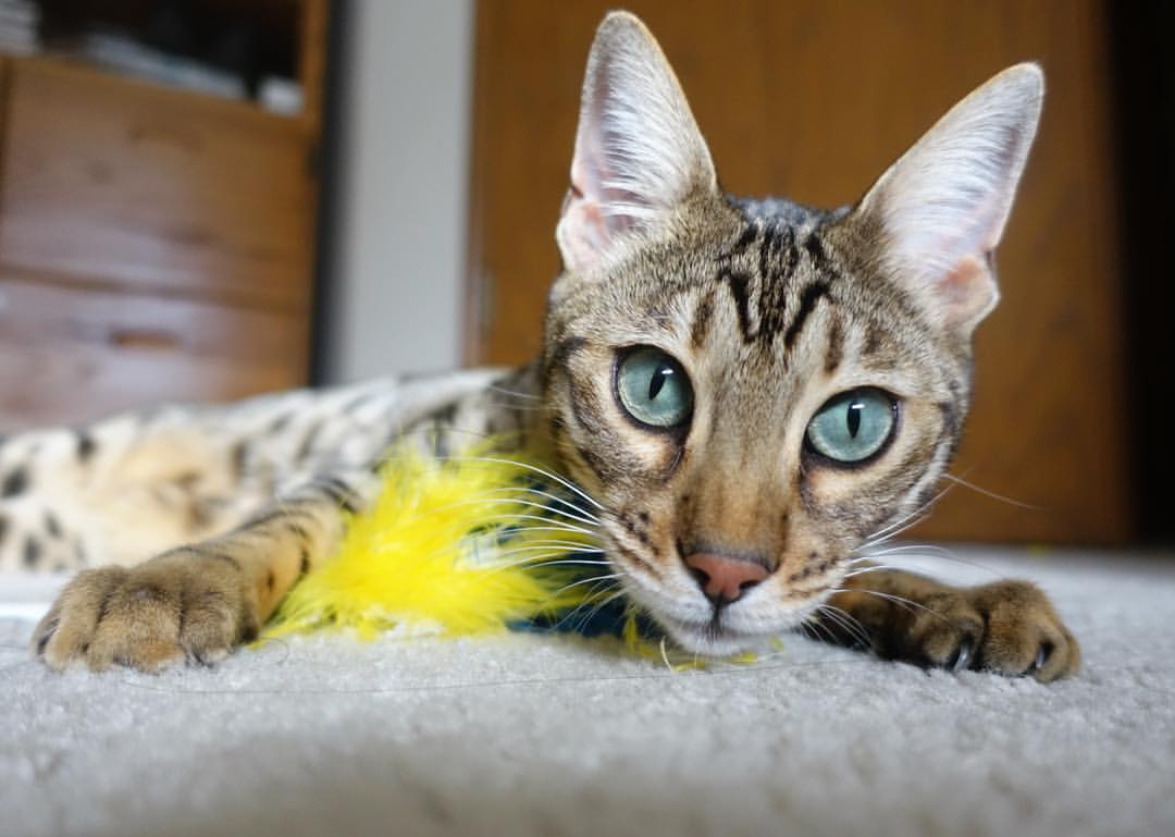熊猫体育app官网-【运动员日常】顶尖运动员训练细节公开：攻防一体的秘密武器，运动员 训练