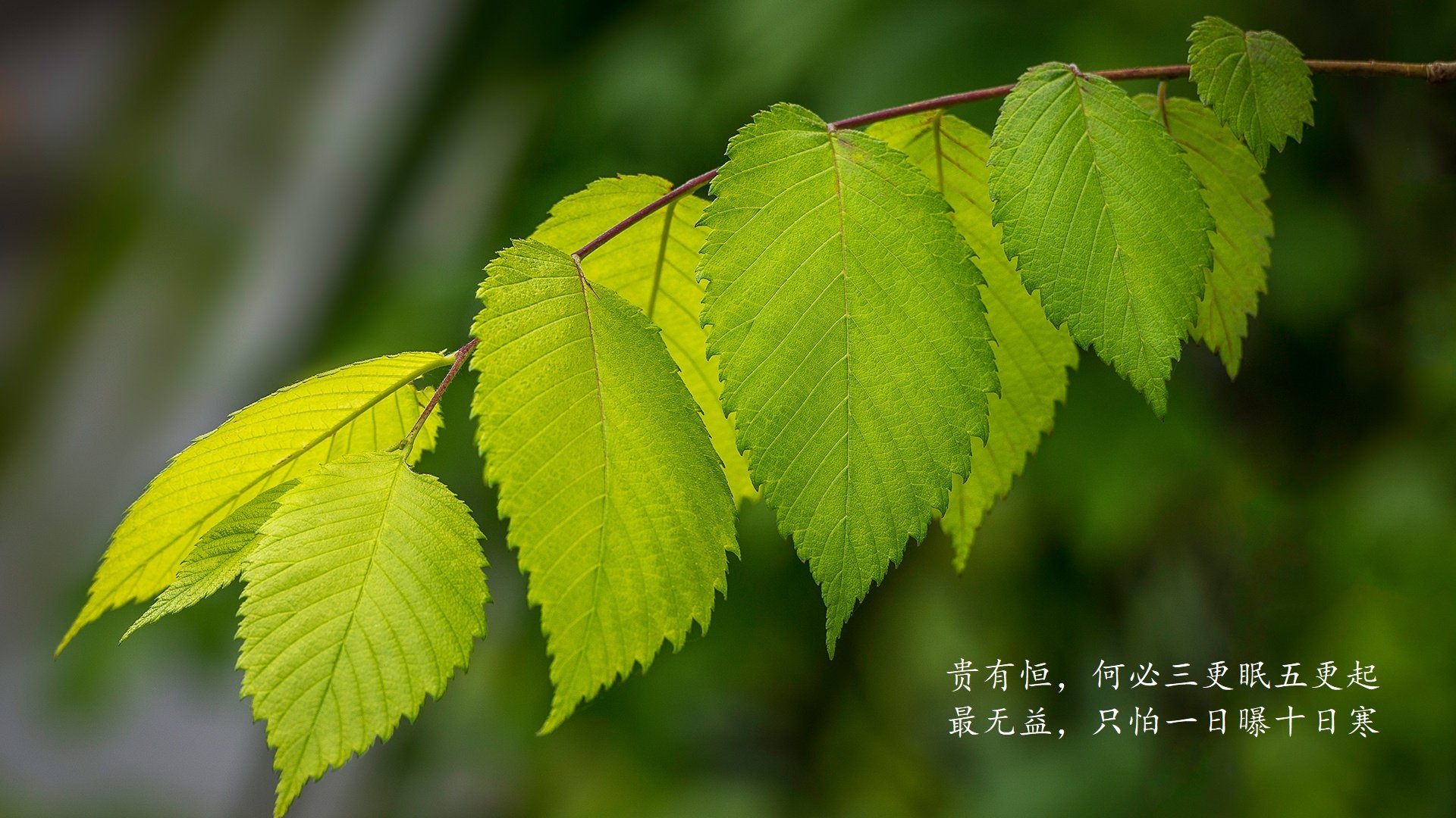 熊猫体育娱乐-直播平台转型升级，新一代娱乐生态逐步形成，娱乐直播趋势