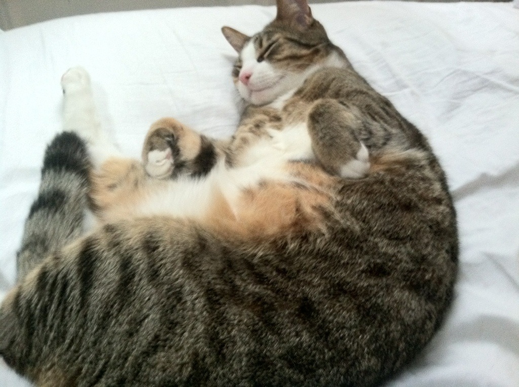 意甲传控体系:精准配合带来精彩瞬间,意甲传统强队