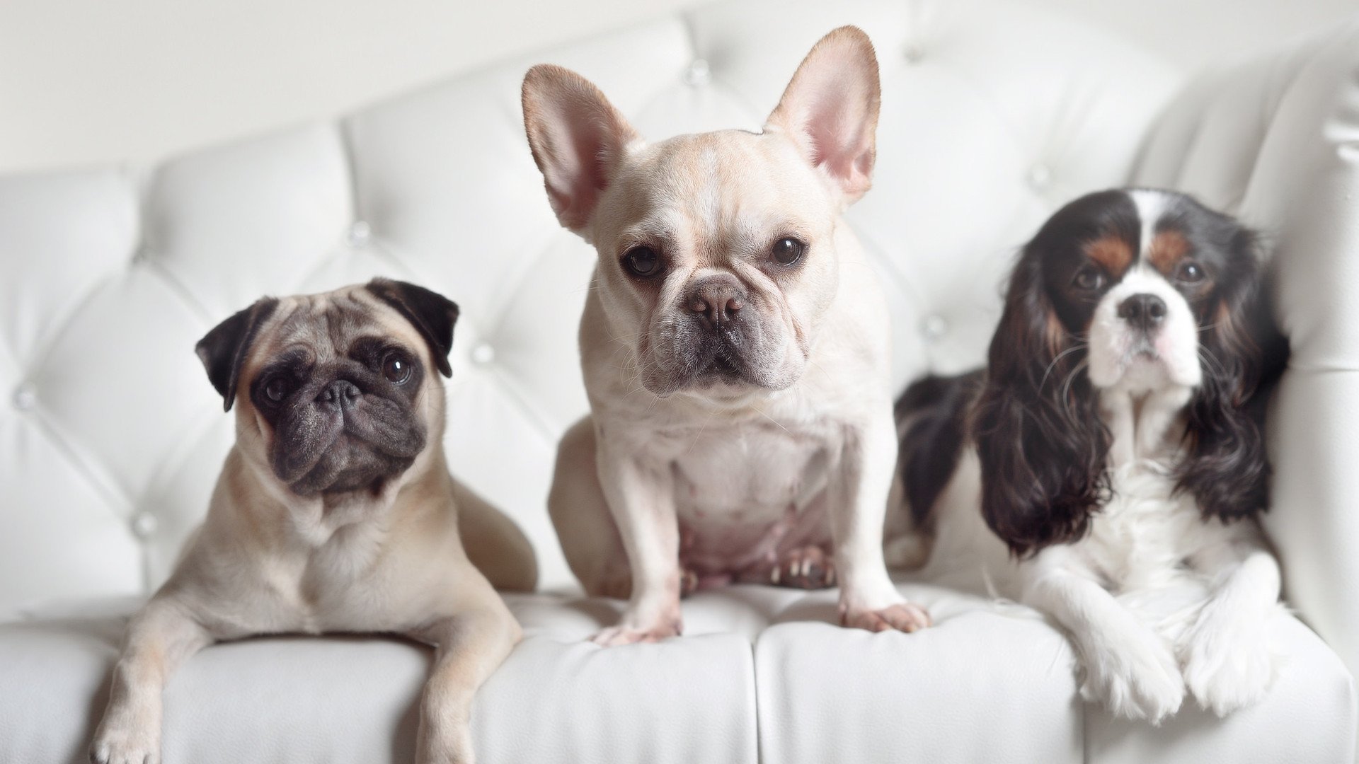 Panda Sports-意甲决战时刻：战术和个人技艺的舞台，意甲决赛时间