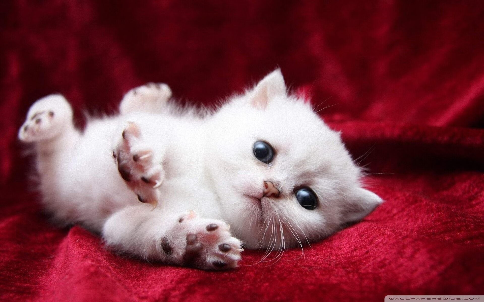 李娜参加访谈节目谈母亲角色,李娜en