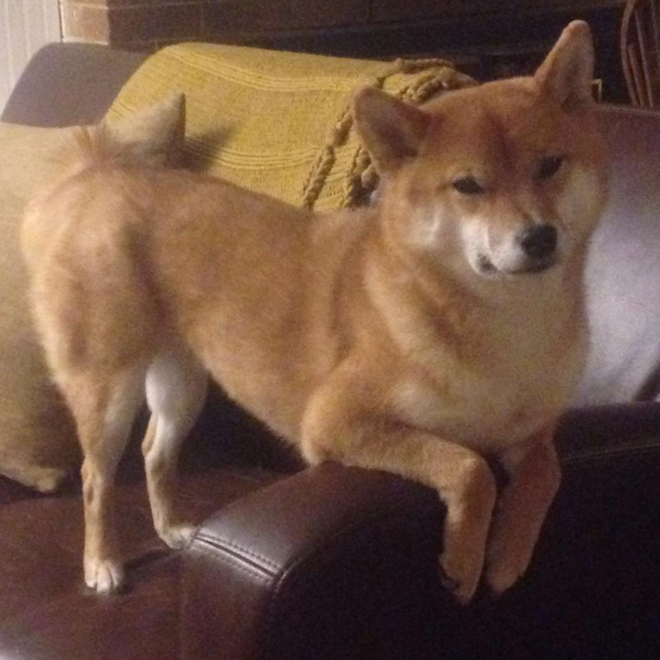 熊猫体育官方试玩-竞技场上没有永远的强者，没有竞技场的手游