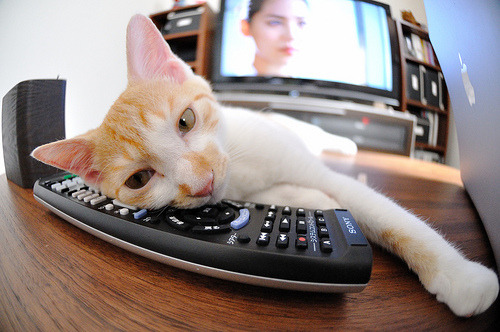 自由泳接力瑞士表现出色,自由泳接力名单