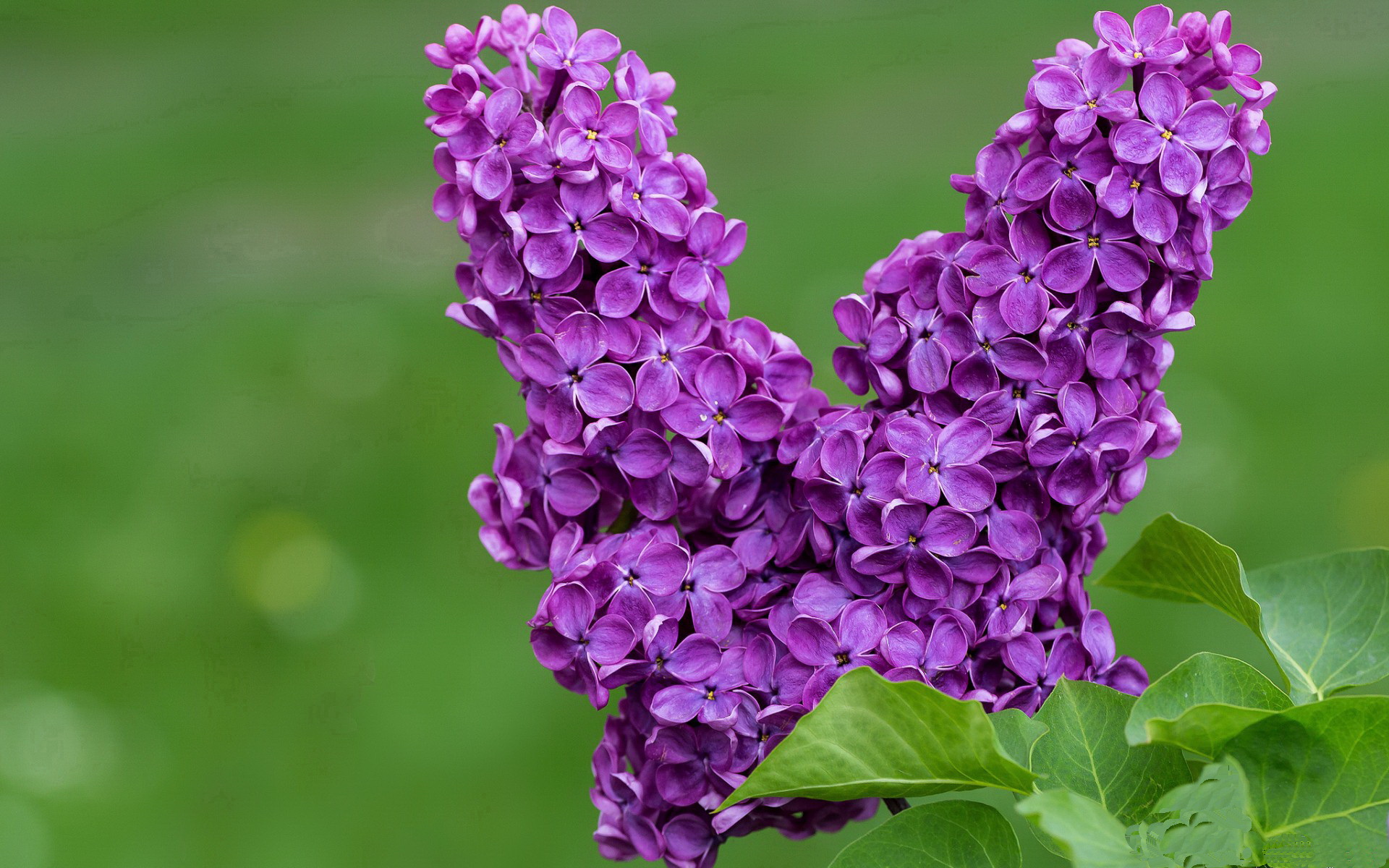 自由泳中距离吉尔吉斯斯坦发挥出色,自由泳合集