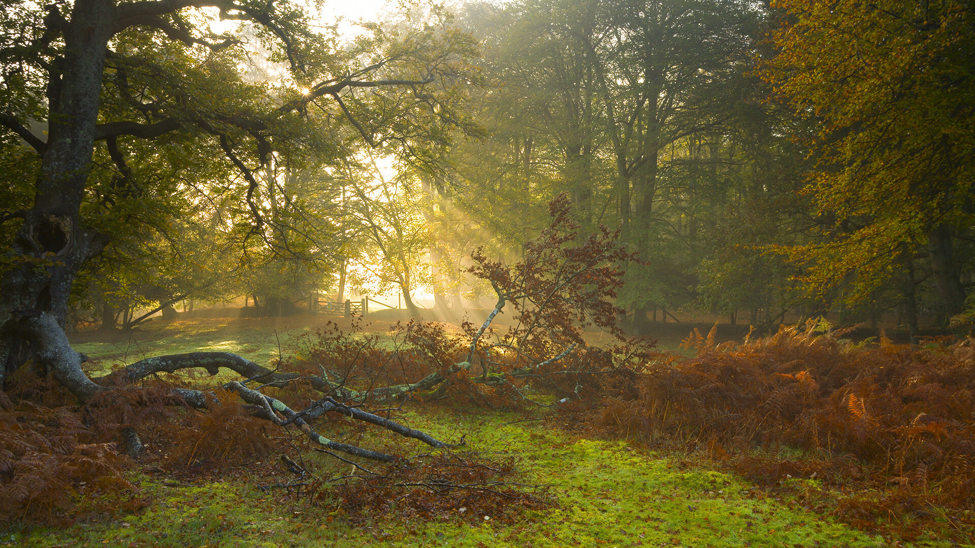 跳水个人赛荷兰表现力获认可,跳水系列赛
