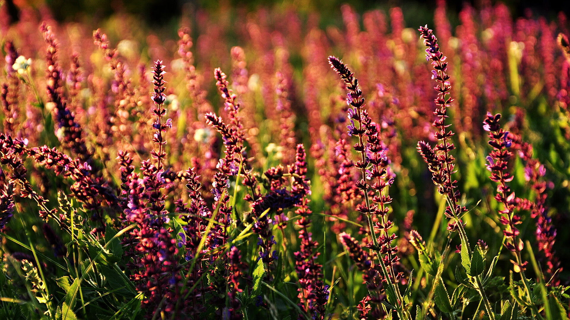 熊猫体育官网-麦金托什200米蝶泳刷新个人最佳，麦金托什服装